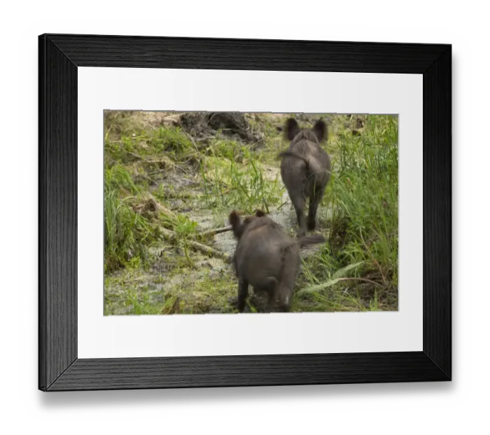 Framed Print : Rear view of two Wild boars (Sus scrofa) crossing swamp, Gornje Podunavlje Special Nature Reserve Framed Print : Rear view of two Wild boars (Sus scrofa) crossing swamp, Gornje Podunavlje Special Nature Reserve