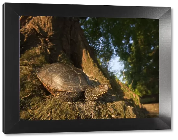 European pond turtle (Emys orbicularis) at base of tree, Gornje Podunavlje Special Nature Reserve
