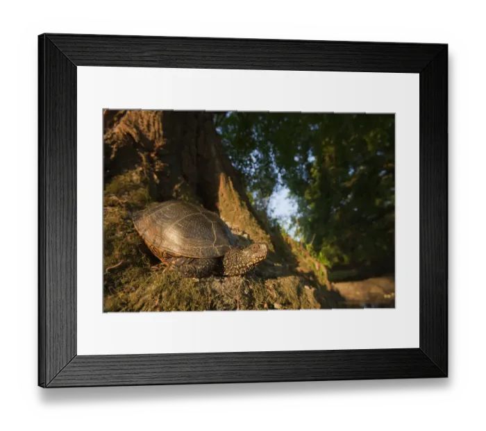 Framed Print : European pond turtle (Emys orbicularis) at base of tree, Gornje Podunavlje Special Nature Reserve Framed Print : European pond turtle (Emys orbicularis) at base of tree, Gornje Podunavlje Special Nature Reserve