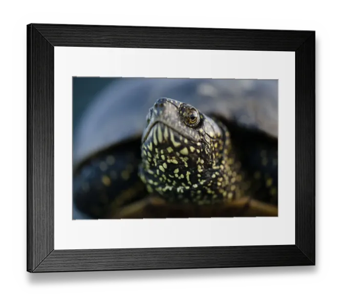 Framed Print : European pond turtle (Emys orbicularis) Gornje Podunavlje Special Nature Reserve Framed Print : European pond turtle (Emys orbicularis) Gornje Podunavlje Special Nature Reserve