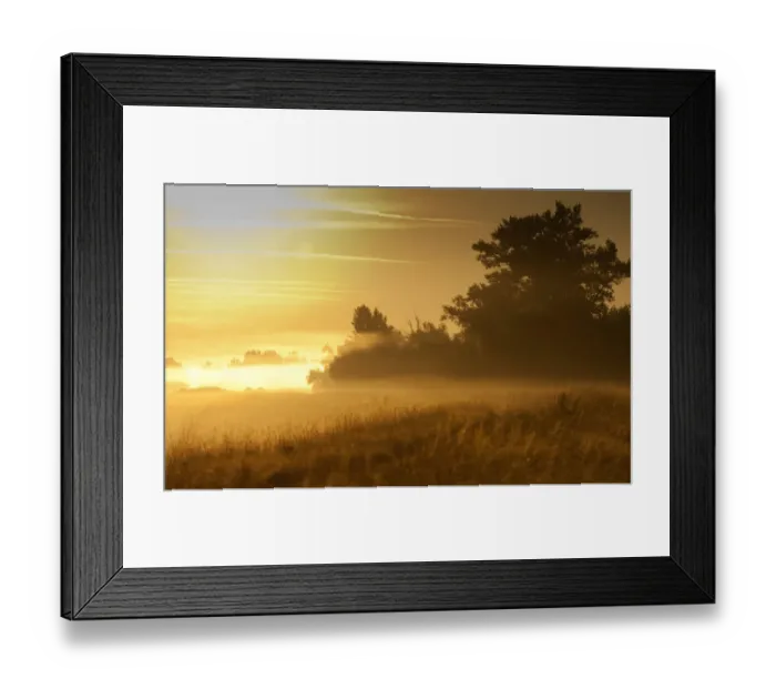 Framed Print : Hard wood flood plain forest along river Danube in early morning, Gornje Podunavlje Framed Print : Hard wood flood plain forest along river Danube in early morning, Gornje Podunavlje