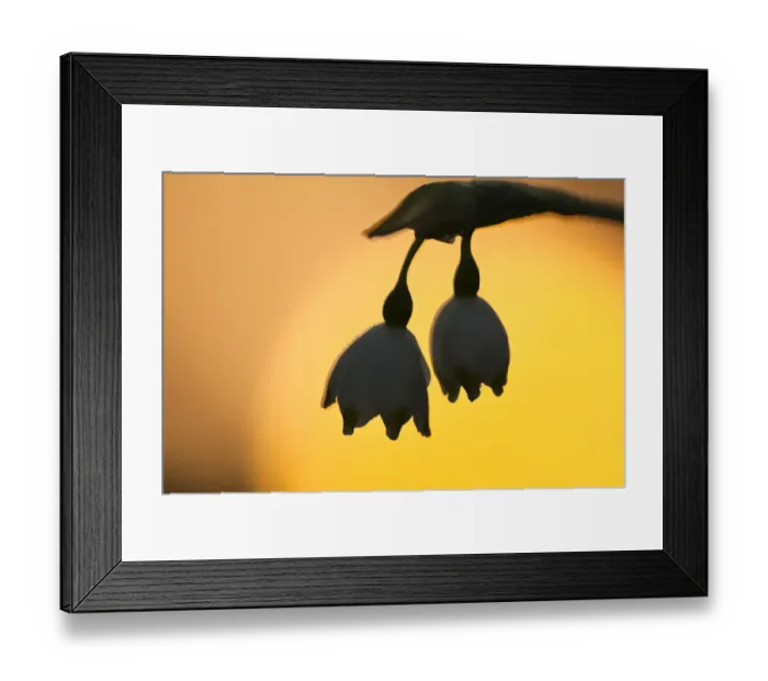 Framed Print : Summer snowflake (Leucojum aestivum) flowers silhouetted at sunrise, Gornje Podunavlje