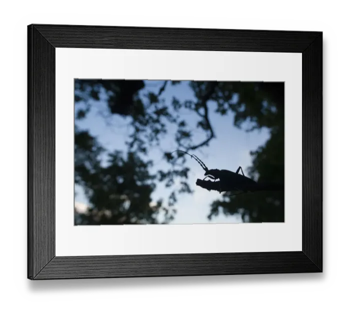 Framed Print : Tanner / Sawyer beetle (Prionus coriarius) silhouetted on branch at dusk, Djerdab National Park Framed Print : Tanner / Sawyer beetle (Prionus coriarius) silhouetted on branch at dusk, Djerdab National Park