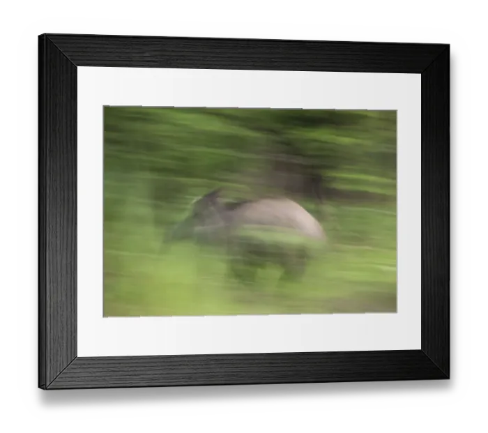 Framed Print : Wild boar (Sus scrofa) running, Gornje Podunavlje Special Nature Reserve, Serbia Framed Print : Wild boar (Sus scrofa) running, Gornje Podunavlje Special Nature Reserve, Serbia