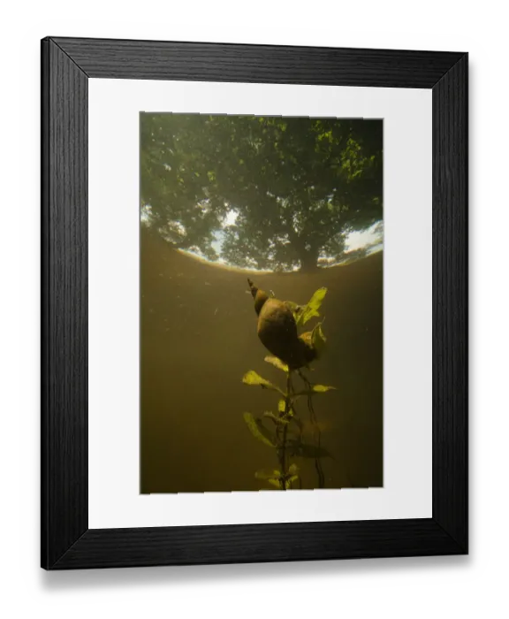 Framed Print : Great pond snail (Lymnaea stagnalis) trying to survive in ponds in broadleaf forest