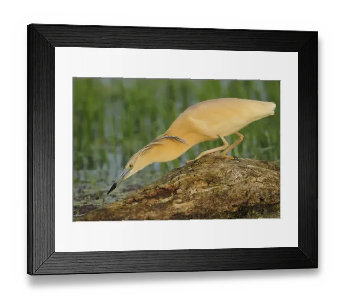 Framed Print : Squacco heron (Ardea ralloides) Lake Kerkini, Macedonia, Greece, May 2009 Framed Print : Squacco heron (Ardea ralloides) Lake Kerkini, Macedonia, Greece, May 2009