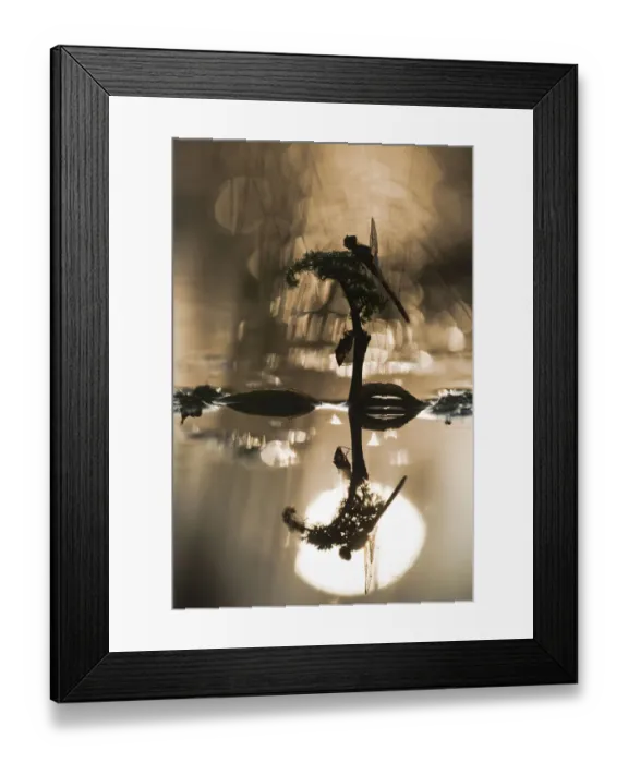 Framed Print : Vagrant darter (Sympetrum vulgatum) on twig with larval case, Gornje Podunavlje Special Framed Print : Vagrant darter (Sympetrum vulgatum) on twig with larval case, Gornje Podunavlje Special