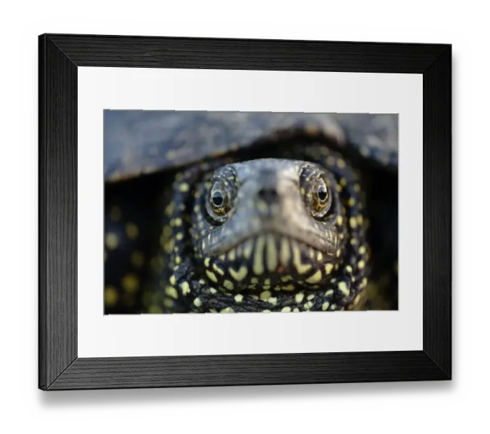 Framed Print : European pond turtle (Emys orbicularis) Gornje Podunavlje Special Nature Reserve Framed Print : European pond turtle (Emys orbicularis) Gornje Podunavlje Special Nature Reserve