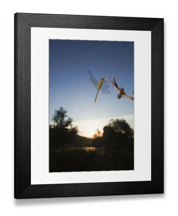 Framed Print : Vagrant darter (Sympetrum vulgatum) on twig with larval case, Gornje Podunavlje Special Framed Print : Vagrant darter (Sympetrum vulgatum) on twig with larval case, Gornje Podunavlje Special