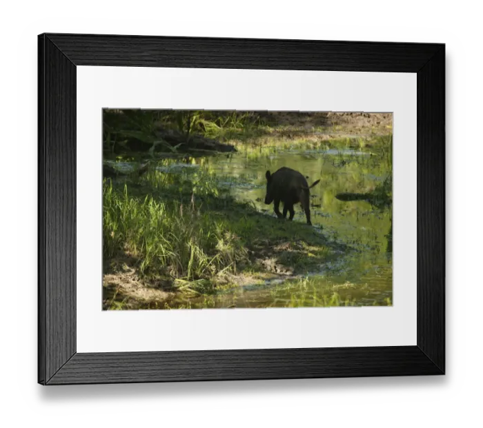 Framed Print : Rear view of Wild boar (Sus scrofa) walking along waters edge, Gornje Podunavlje Framed Print : Rear view of Wild boar (Sus scrofa) walking along waters edge, Gornje Podunavlje