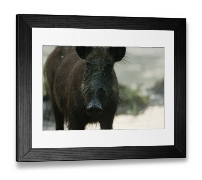 Framed Print : Wild boar (Sus scrofa) in light morning mist feeding on swamp plants during low water Framed Print : Wild boar (Sus scrofa) in light morning mist feeding on swamp plants during low water
