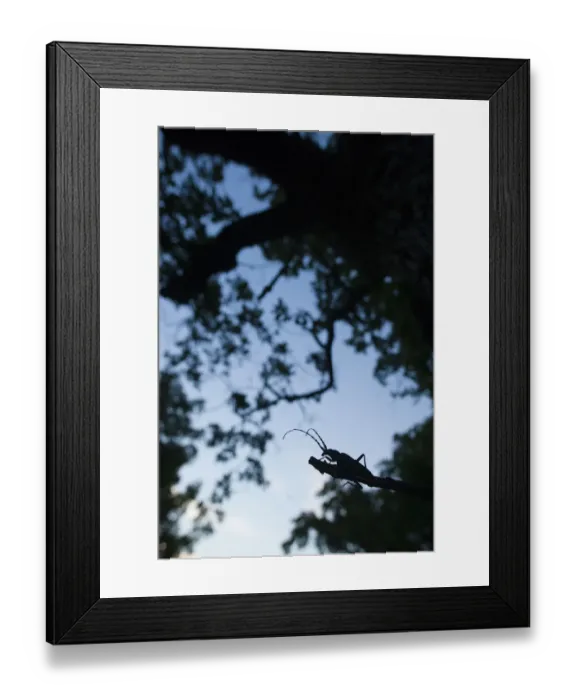 Framed Print : Tanner / Sawyer beetle (Prionus coriarius) silhouetted on Oak branch at dusk, Djerdap National Park Framed Print : Tanner / Sawyer beetle (Prionus coriarius) silhouetted on Oak branch at dusk, Djerdap National Park