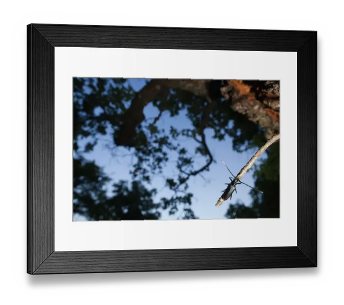 Framed Print : Tanner / Sawyer beetle (Prionus coriarius) on Oak branch, Djerdap National Park, Serbia Framed Print : Tanner / Sawyer beetle (Prionus coriarius) on Oak branch, Djerdap National Park, Serbia
