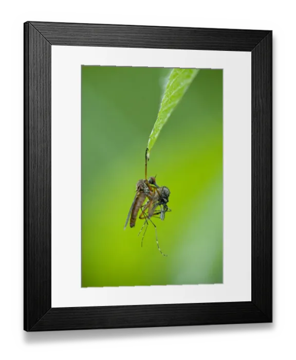 Framed Print : Robber fly (Asilidae) with mosquito prey hanging from leaf, Gornje Podunavlje Special Framed Print : Robber fly (Asilidae) with mosquito prey hanging from leaf, Gornje Podunavlje Special