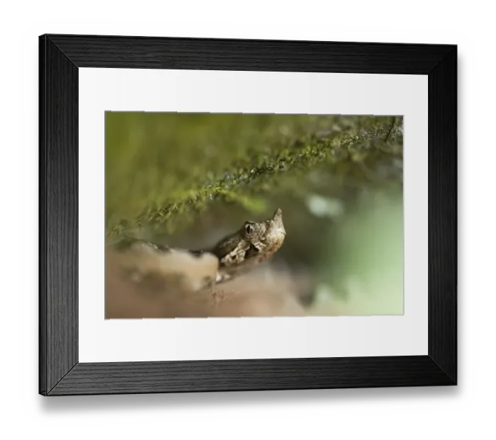 Framed Print : Long-nosed  /  Sand viper (Vipera ammodytes) Djerdap National Park, Serbia, June 2009