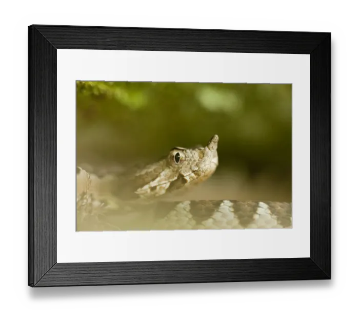 Framed Print : Long-nosed / Sand viper (Vipera ammodytes) portrait, Djerdap National Park, Serbia Framed Print : Long-nosed / Sand viper (Vipera ammodytes) portrait, Djerdap National Park, Serbia