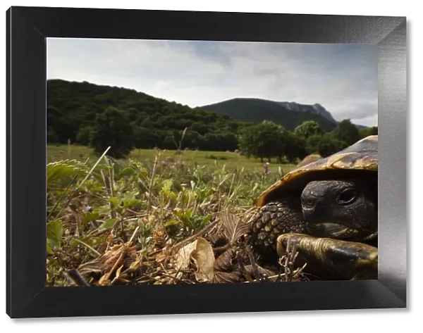 Hermanns tortoise (Testudo hermanni) portrait, Djerdap National Park, Serbia