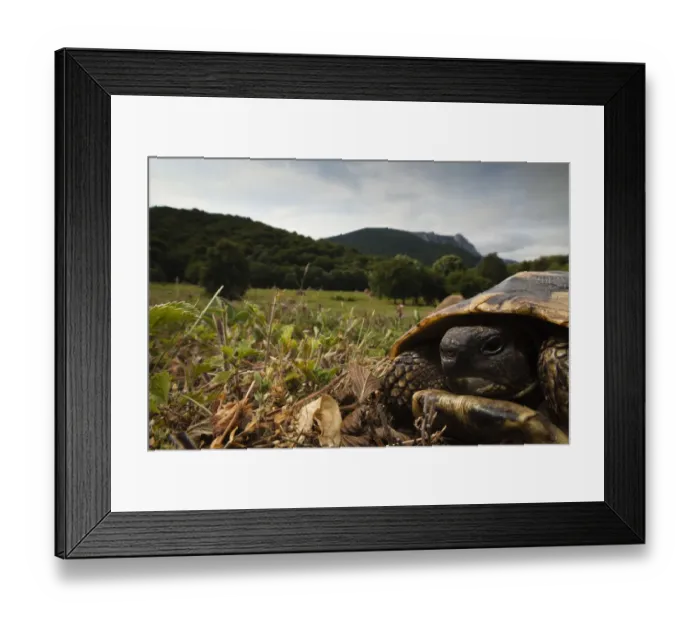 Framed Print : Hermanns tortoise (Testudo hermanni) portrait, Djerdap National Park, Serbia