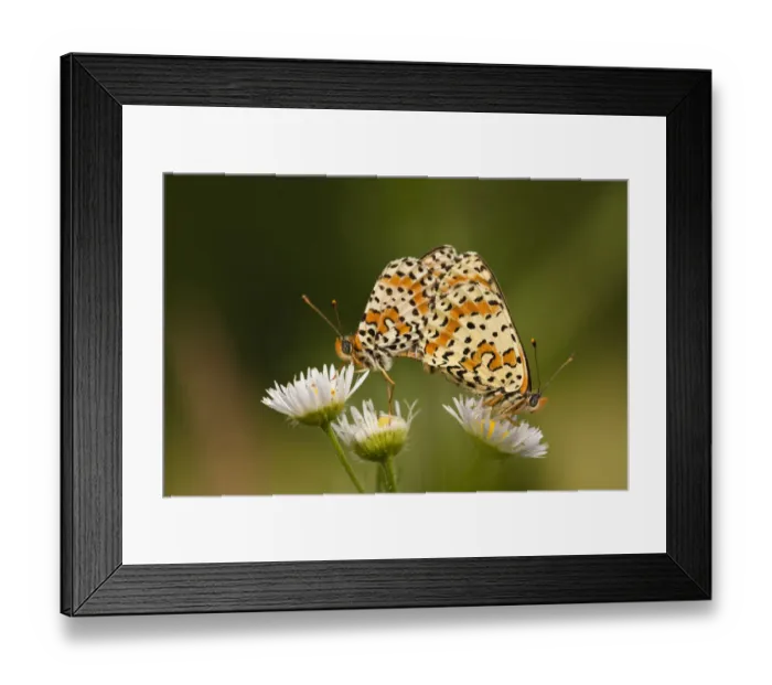 Framed Print : Balkan fritillary butterflies (Boloria graeca) mating, Djerdap National Park, Serbia Framed Print : Balkan fritillary butterflies (Boloria graeca) mating, Djerdap National Park, Serbia