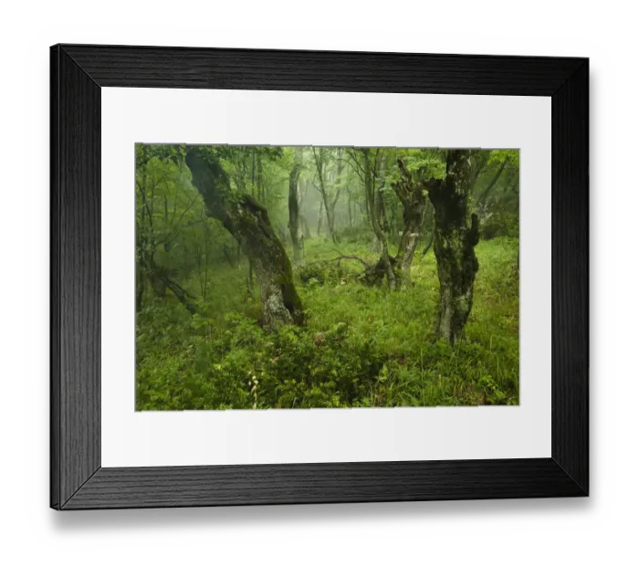 Framed Print : Old growth Lime (Tilia sp) forest, Djerdap National Park, Serbia, June 2009 Framed Print : Old growth Lime (Tilia sp) forest, Djerdap National Park, Serbia, June 2009