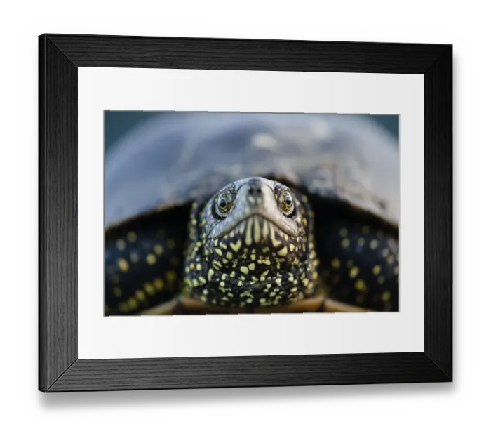 Framed Print : European pond turtle (Emys orbicularis) portrait, Gornje Podunavlje Special Nature Reserve