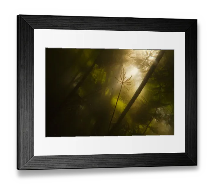 Framed Print : Underwater view of White water lily roots (Nymphaea alba) and pond weed, Gornje Podunavlje