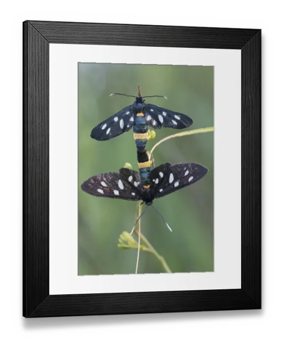 Framed Print : Nine-spotted moth (Amata / Syntomis phegea) pair mating, San Marino, May 2009 Framed Print : Nine-spotted moth (Amata / Syntomis phegea) pair mating, San Marino, May 2009