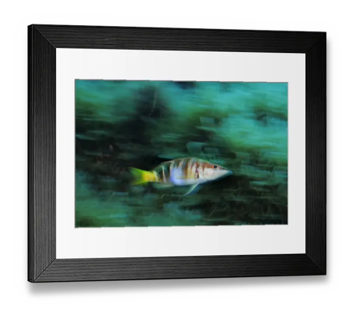 Framed Print : Painted vomber (Serranus scriba) Malta, Mediteranean, May 2009 Framed Print : Painted vomber (Serranus scriba) Malta, Mediteranean, May 2009