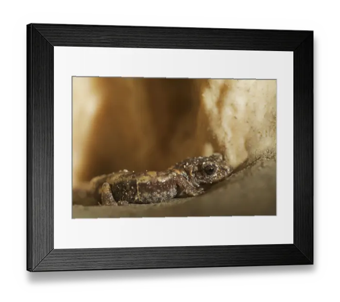 Framed Print : Apennines / Italian cave salamander (Speleomantes italicus) San Marino, May 2009 Framed Print : Apennines / Italian cave salamander (Speleomantes italicus) San Marino, May 2009