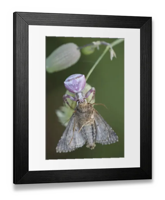 Framed Print : Female Goldenrod crab spider (Misumena vatia) with moth prey, San Marino, May 2009 Framed Print : Female Goldenrod crab spider (Misumena vatia) with moth prey, San Marino, May 2009