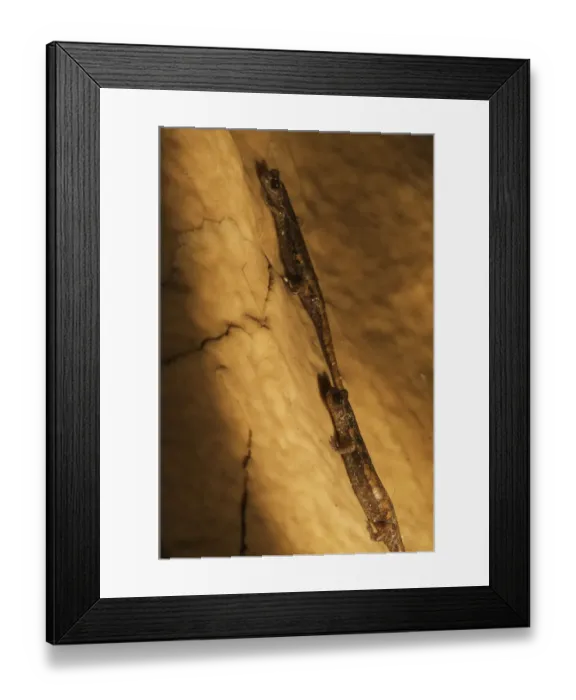 Framed Print : Two Apennines / Italian cave salamanders (Speleomantes italicus) on rock face, San Marino Framed Print : Two Apennines / Italian cave salamanders (Speleomantes italicus) on rock face, San Marino