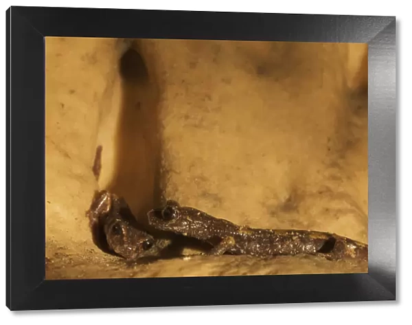 Two Apennines  /  Italian cave salamanders (Speleomantes italicus) on rock face, San Marino