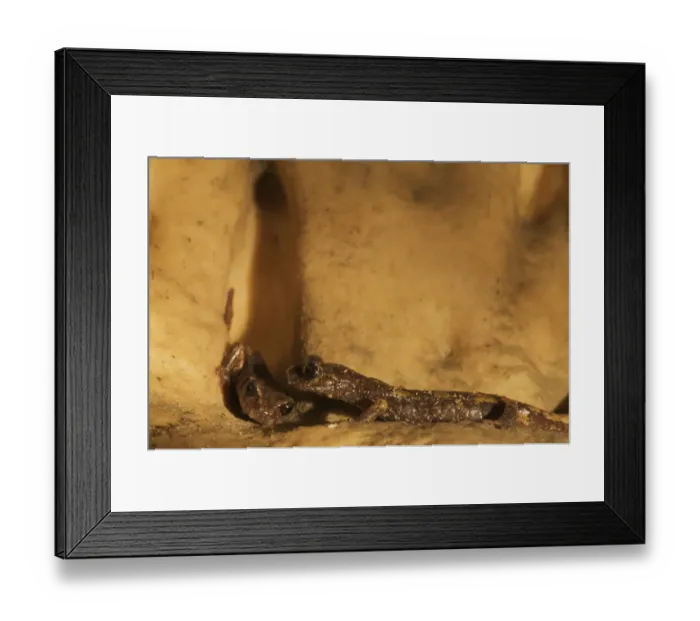 Framed Print : Two Apennines / Italian cave salamanders (Speleomantes italicus) on rock face, San Marino Framed Print : Two Apennines / Italian cave salamanders (Speleomantes italicus) on rock face, San Marino