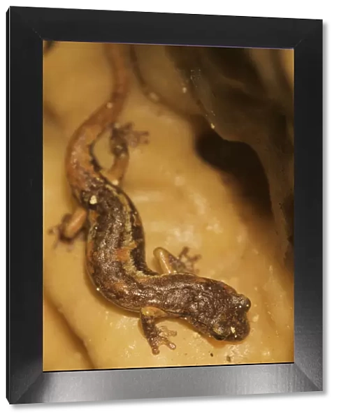 Apennines  /  Italian cave salamander (Speleomantes italicus) San Marino, May 2009