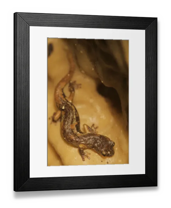 Framed Print : Apennines / Italian cave salamander (Speleomantes italicus) San Marino, May 2009 Framed Print : Apennines / Italian cave salamander (Speleomantes italicus) San Marino, May 2009