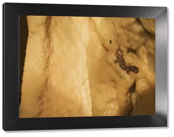 Apennines  /  Italian cave salamander (Speleomantes italicus) on cave wall, San Marino