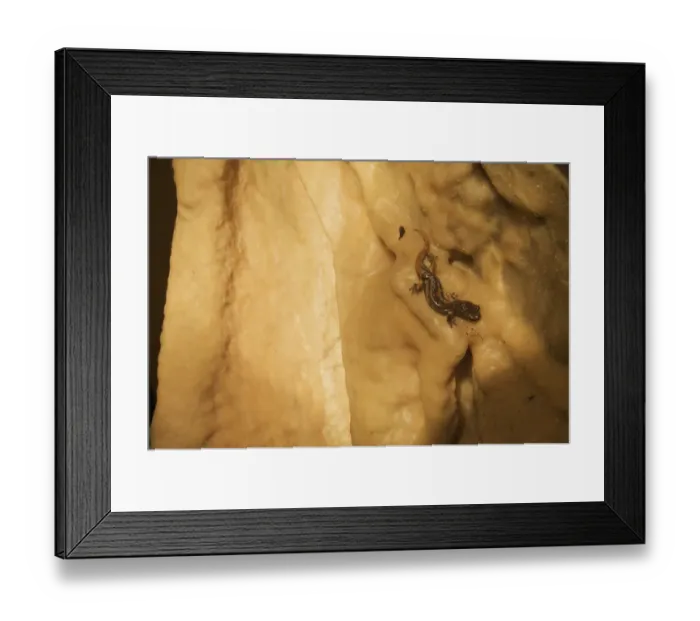 Framed Print : Apennines / Italian cave salamander (Speleomantes italicus) on cave wall, San Marino Framed Print : Apennines / Italian cave salamander (Speleomantes italicus) on cave wall, San Marino