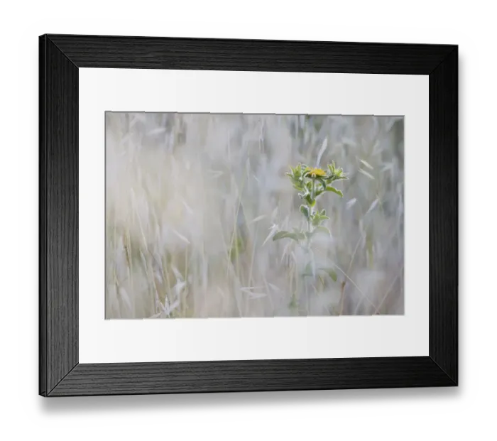 Framed Print : Elecampane (Inula helenium) in tall grass, San Marino, May 2009 Framed Print : Elecampane (Inula helenium) in tall grass, San Marino, May 2009