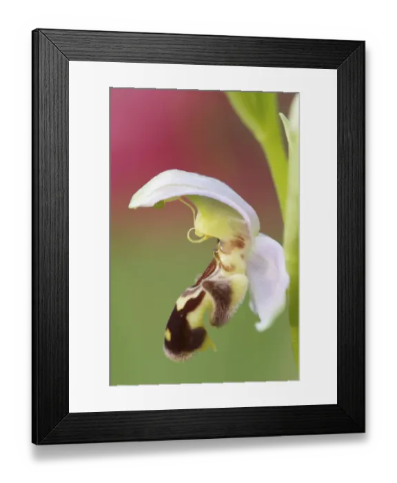 Framed Print : Close-up of Bee orchid (Ophrys apifera) flower, San Marino, May 2009 Framed Print : Close-up of Bee orchid (Ophrys apifera) flower, San Marino, May 2009