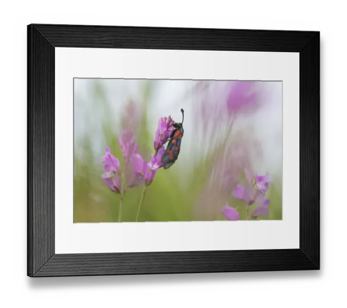 Framed Print : Six-spot burnet moth (Zygaena filipendulae) on flower, San Marino, May 2009 Framed Print : Six-spot burnet moth (Zygaena filipendulae) on flower, San Marino, May 2009