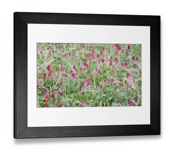 Framed Print : Italian sainfoin (Hedysarum coronarium) flowering in meadow, San Marino, May 2009 Framed Print : Italian sainfoin (Hedysarum coronarium) flowering in meadow, San Marino, May 2009