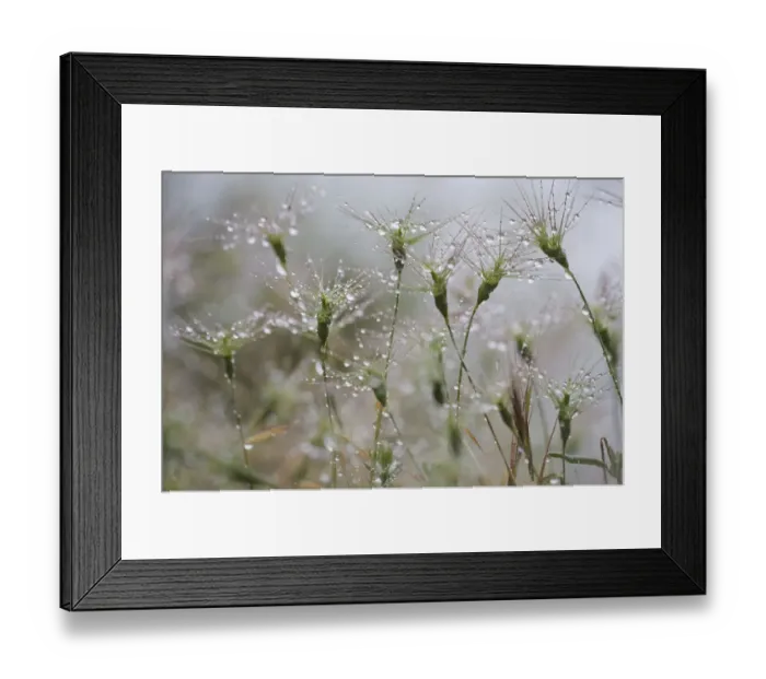 Framed Print : Raindrops on Ovate goat grass (Aegilops geniculata) Monte Titano, San Marino, May 2009
