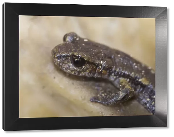 Apennines  /  Italian cave salamander (Speleomantes italicus) portrait, San Marino