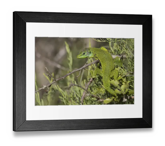 Framed Print : Male Western green lizard (Lacerta bilineata) warming up, San Marino, May 2009 Framed Print : Male Western green lizard (Lacerta bilineata) warming up, San Marino, May 2009