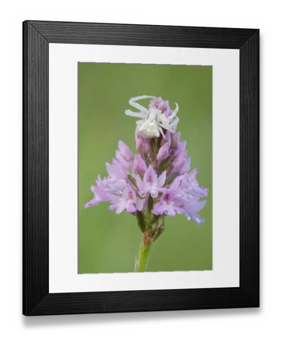Framed Print : Crab spider (Misumena sp) on Pyramidal orchid (Anacamptis pyramidalis) covered in water droplets