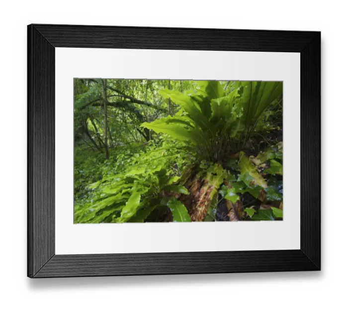 Framed Print : Harts tongue fern (Asplenium scolopendrium) San Marino, May 2009 Framed Print : Harts tongue fern (Asplenium scolopendrium) San Marino, May 2009