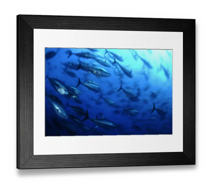 Framed Print : Atlantic bluefin tuna (Thunnus thynnus) shoal, captive, Malta, Mediteranean, May 2009