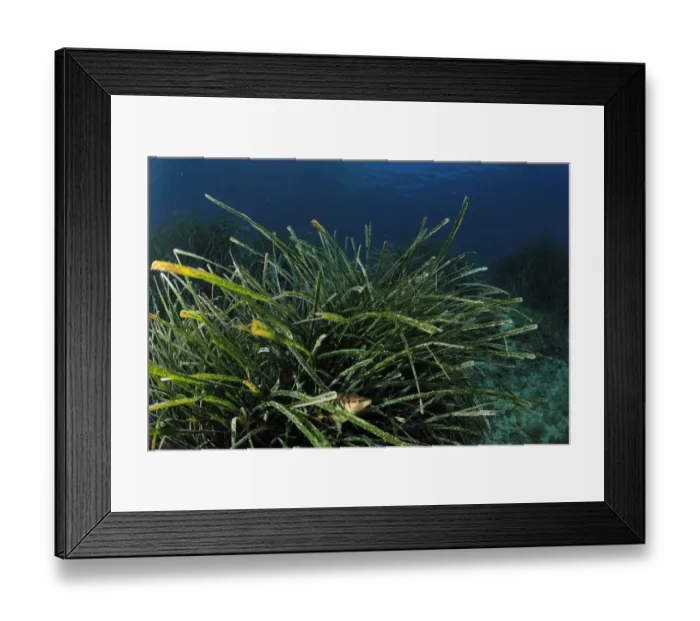 Framed Print : Painted comber (Serranus scriba) amongst Posidonia, Malta, Mediteranean, May 2009 Framed Print : Painted comber (Serranus scriba) amongst Posidonia, Malta, Mediteranean, May 2009