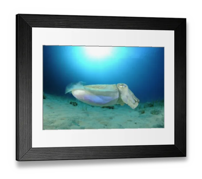 Framed Print : Common cuttlefish (Sepia officinalis) profile, Malta, Mediteranean, May 2009 Framed Print : Common cuttlefish (Sepia officinalis) profile, Malta, Mediteranean, May 2009