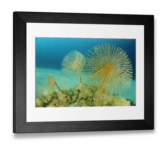 Framed Print : European fan worms (Sabella  /  Spirographis spallanzani) Malta, Mediteranean, May 2009